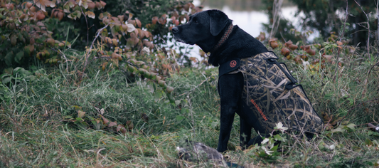 The Ultimate Dog Hunting Vest for Your Next Duck Hunt